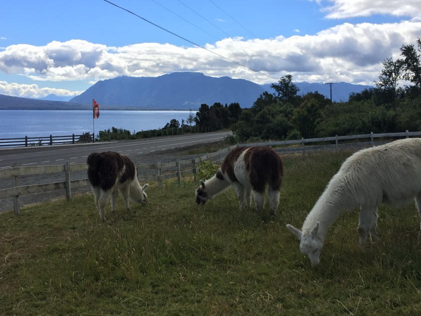 Llamas grazing with volcano in background
