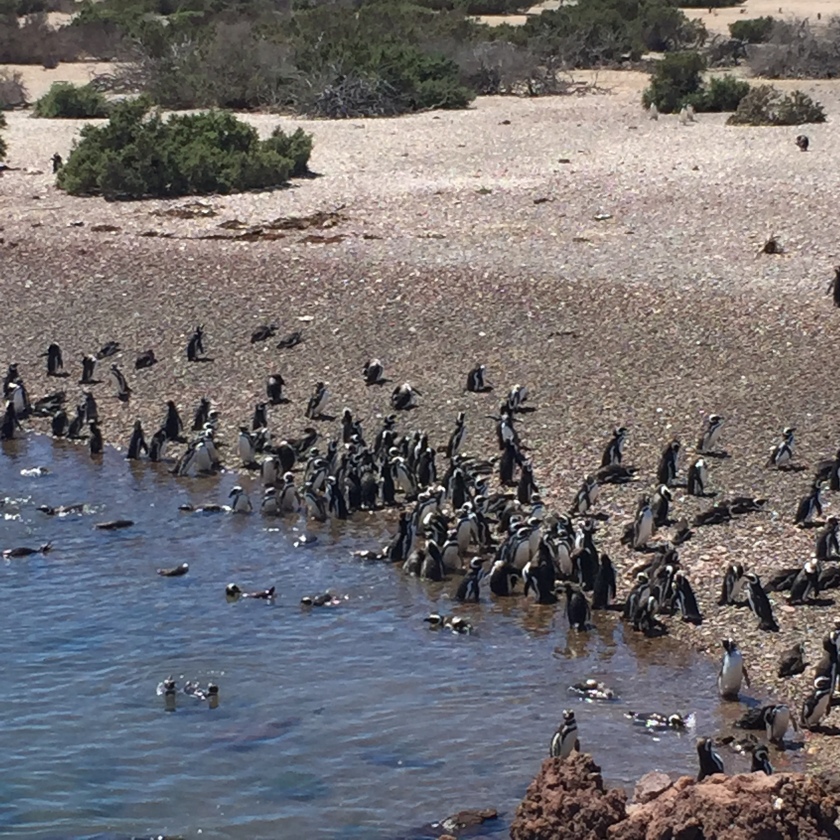 penguins at shore